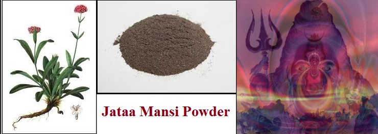 organic jatamansi powder tantrik laboratories