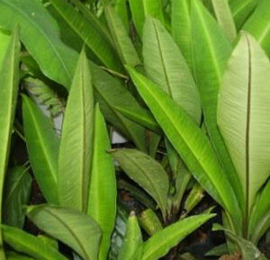 Wildcrafted Malaysian Kacip Fatimah (Labisia pumila) Spagyric Tincture (1oz.)