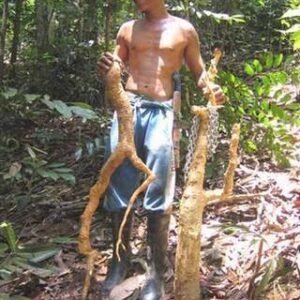 Malaysian 50 Years Wild Tongkat Ali Long Jack Tincture (2oz.)