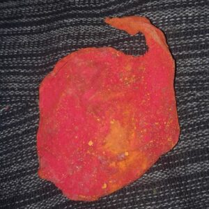 Medium Cat's Umbilical Cord / Billi ki Nall / Billi ki JerIt